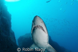 Grey Nurse Shark (aka Raggedtooth or Sandtiger Shark), Ca... by Robin Nagy 